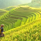 Vietnam: A Feast for the Senses