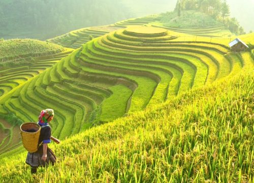 Vietnam: A Feast for the Senses